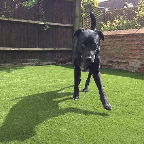 black dog on artificial grass