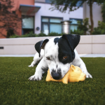 black and white dog chewing a yellow dog whilst laying on artificial grass