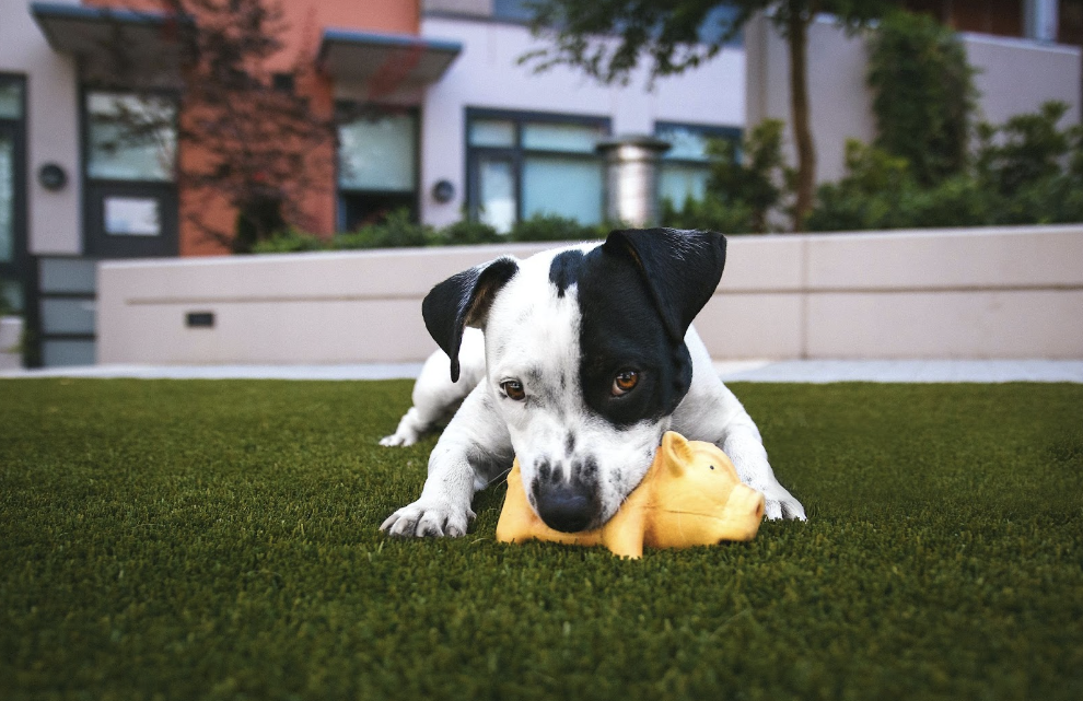 black and white dog chewing a yellow dog whilst laying on artificial grass